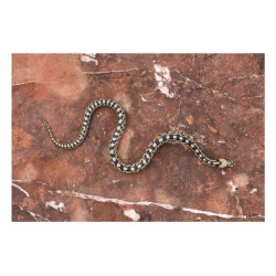 Mordus de serpents