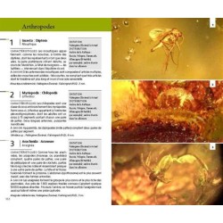 Guide des fossiles - 400 espèces animales et végétales Guide des fossiles - 400 espèces animales et végétales