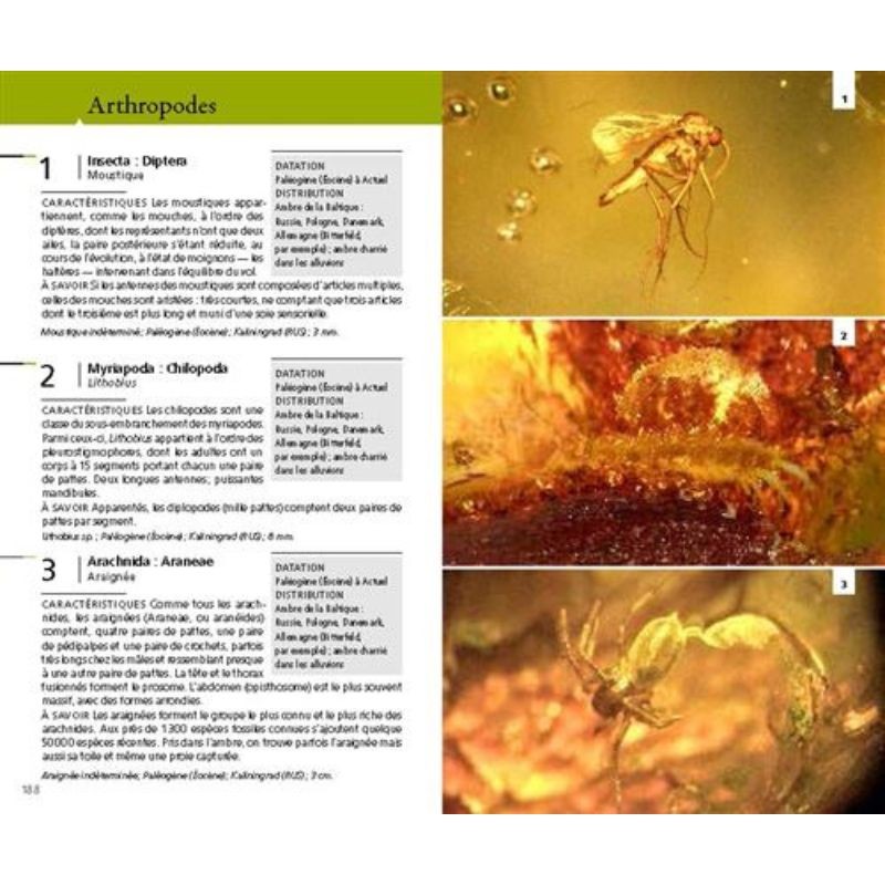 Guide des fossiles - 400 espèces animales et végétales