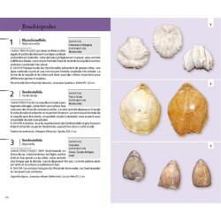 Guide des fossiles - 400 espèces animales et végétales Guide des fossiles - 400 espèces animales et végétales