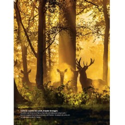 Marcher dans les bois - Le guide amoureux de la forêt