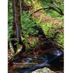 Marcher dans les bois - Le guide amoureux de la forêt
