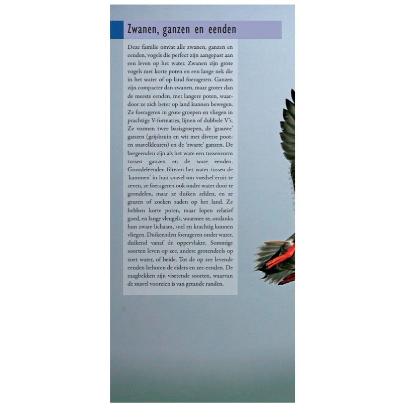 Hayman's zakgids Vogels