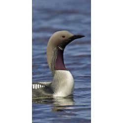 Hayman's zakgids Vogels