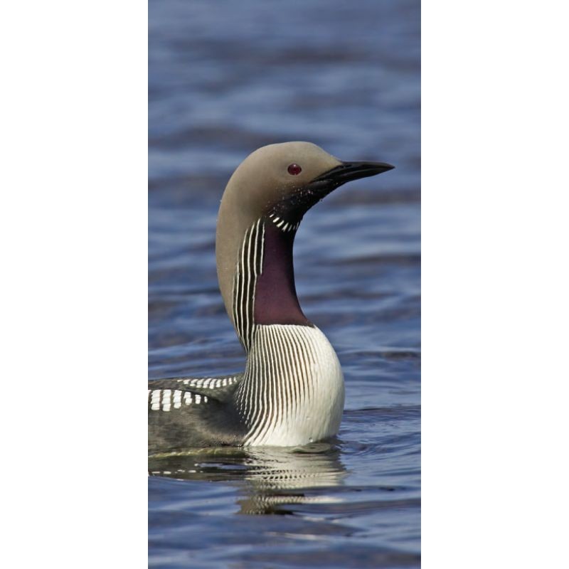 Hayman's zakgids Vogels