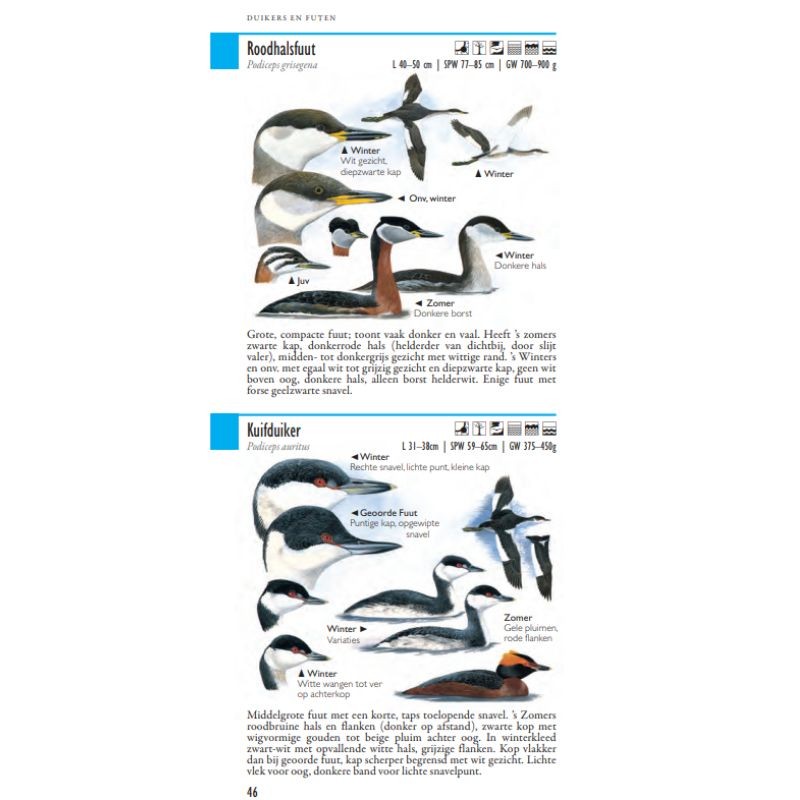 Hayman's zakgids Vogels