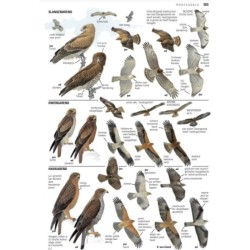 Vogelgids van Europa - ANWB