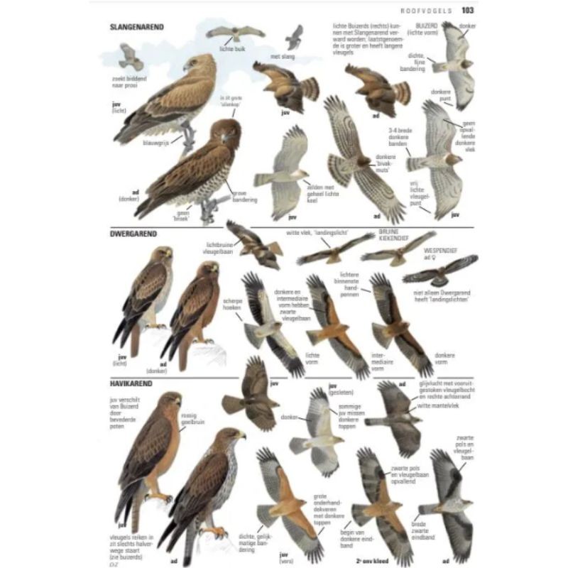 Vogelgids van Europa - ANWB