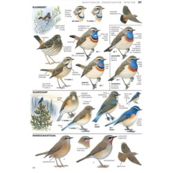 Vogelgids van Europa - ANWB