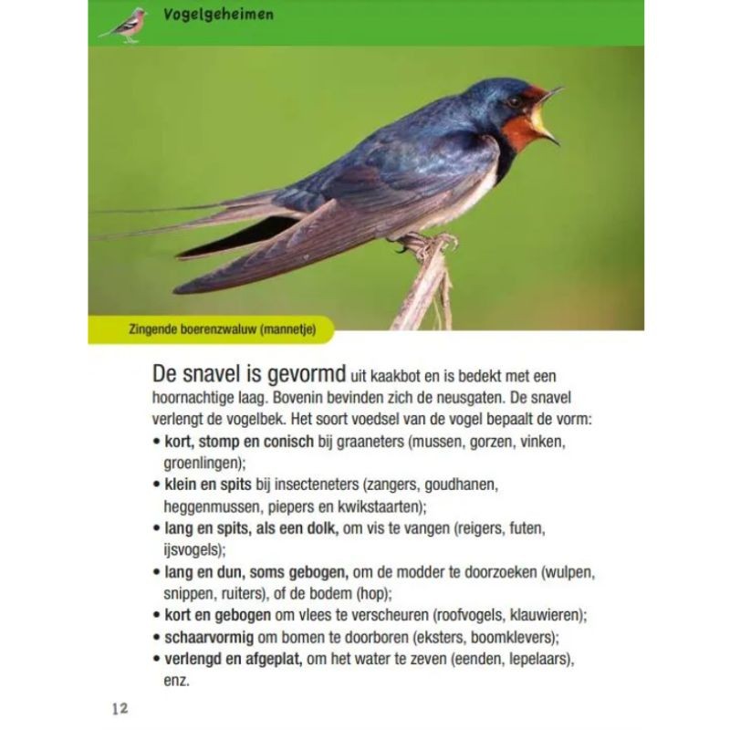 Vogelgids voor kids