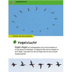 Vogelgids voor kids