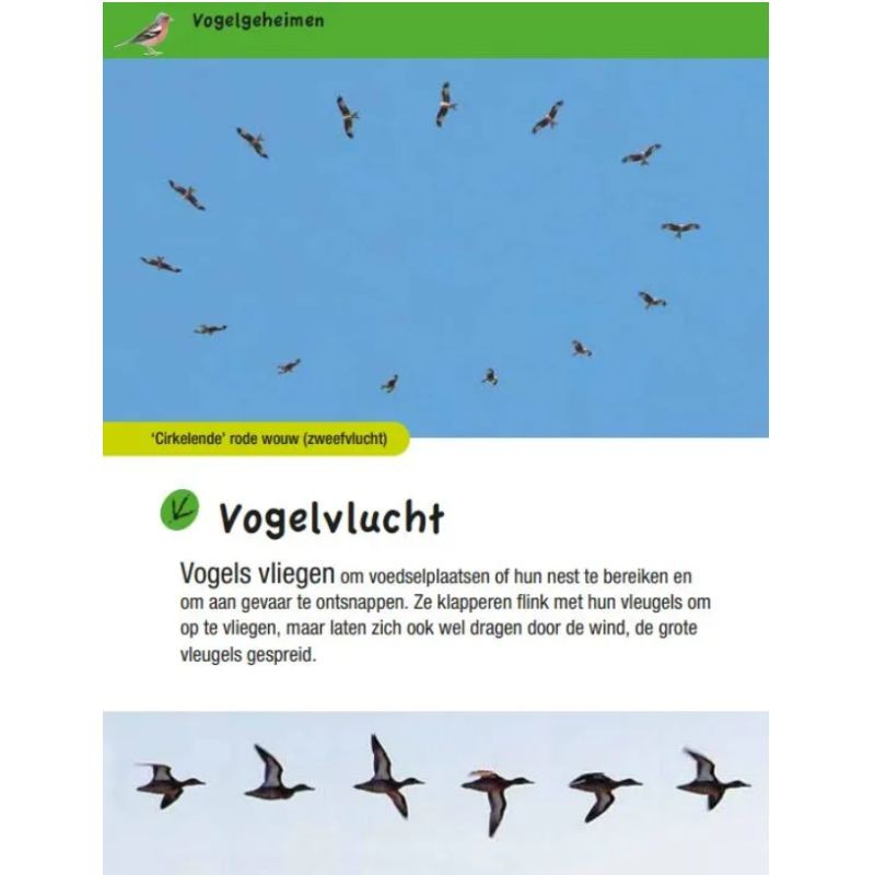 Vogelgids voor kids