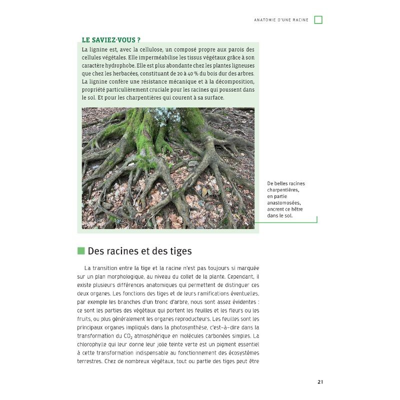 80 clés pour comprenRacines - Des plantes aux écosystèmesdre les sols