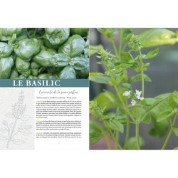 Plantes aromatiques & médicinales du jardin