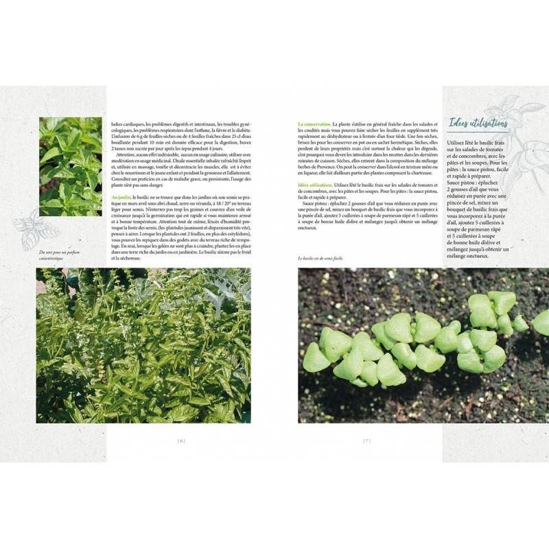 Basilic :: Plantes sauvages, botanique, jardin et potager