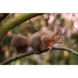 La face cachée de l'écureuil La face cachée de l'écureuil