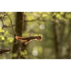 La face cachée de l'écureuil La face cachée de l'écureuil