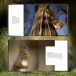 La face cachée de l'écureuil La face cachée de l'écureuil