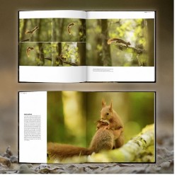 La face cachée de l'écureuil La face cachée de l'écureuil