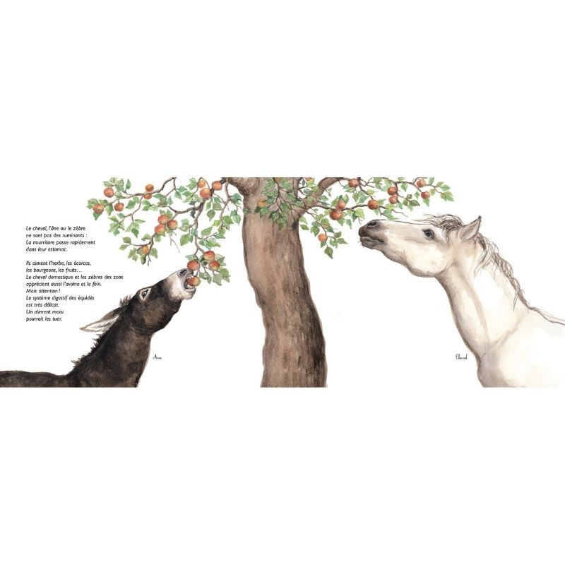 Bon appétit les animaux ! Les régimes alimentaires