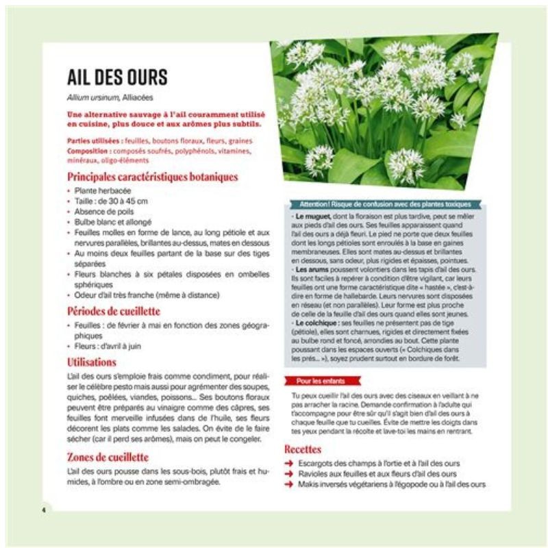 Cueillir et cuisiner les plantes sauvages en famille