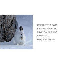 Le lièvre invisible Le lièvre invisible