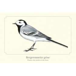 Bergeronnette grise - Carte postale illustrée