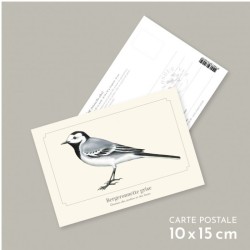 Bergeronnette grise - Carte postale illustrée