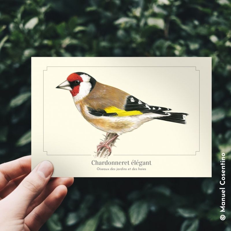Chardonneret élégant - Carte postale illustrée