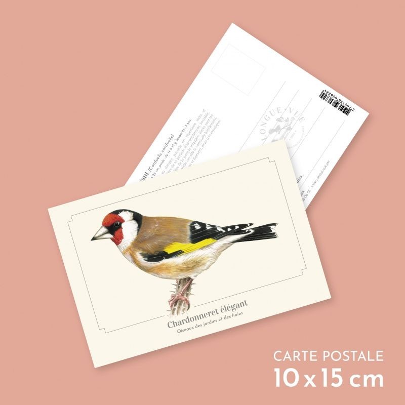 Chardonneret élégant - Carte postale illustrée