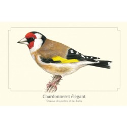 Chardonneret élégant - Carte postale illustrée