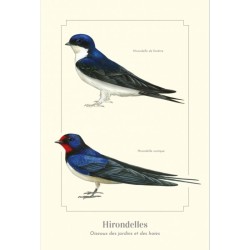 Hirondelles - Carte postale illustrée
