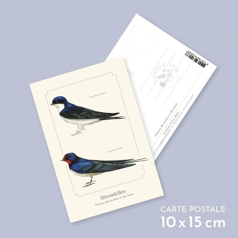 Hirondelles - Carte postale illustrée