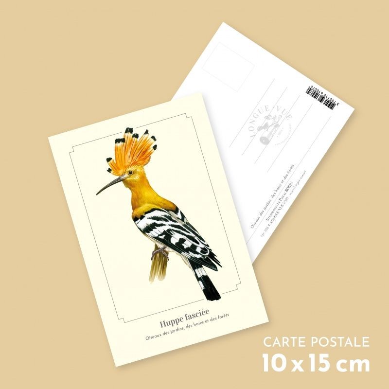 Huppe fasciée - Carte postale illustrée