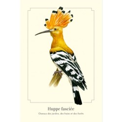 Huppe fasciée - Carte postale illustrée