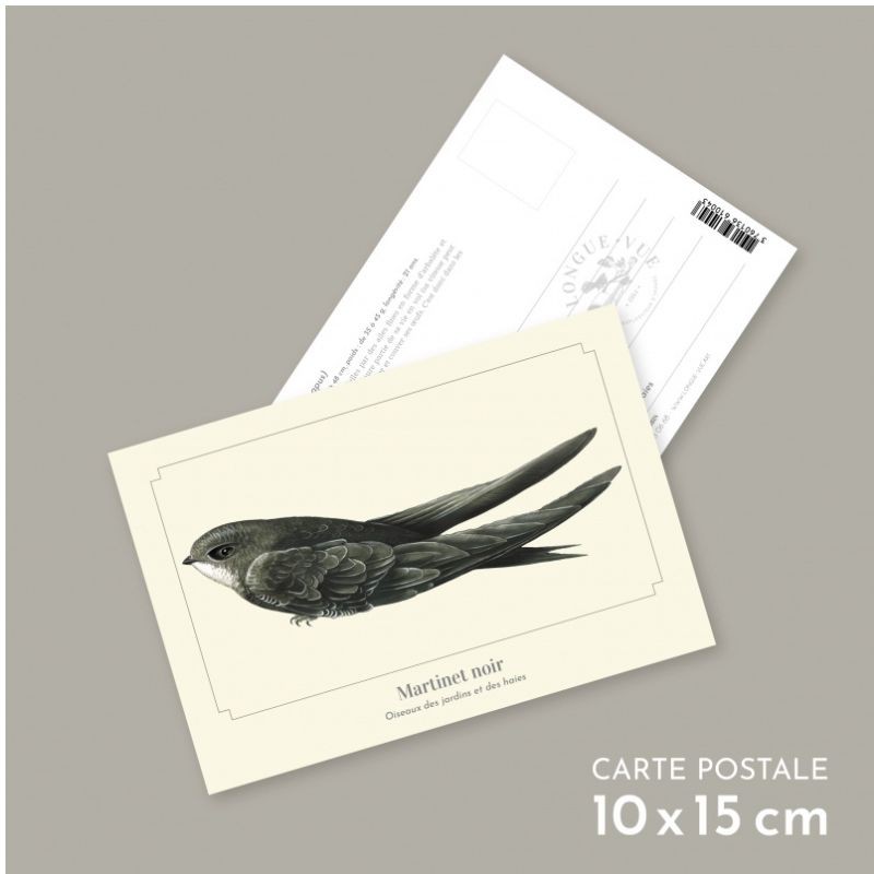 Martinet noir - Carte postale illustrée