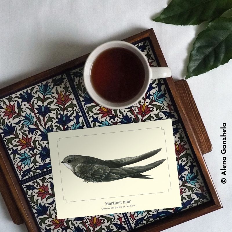 Martinet noir - Carte postale illustrée