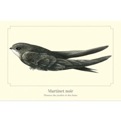 Martinet noir - Carte postale illustrée