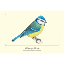 Mésange bleue - Carte postale illustrée