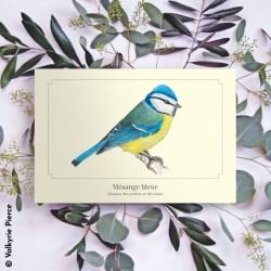 Mésange bleue - Carte postale illustrée