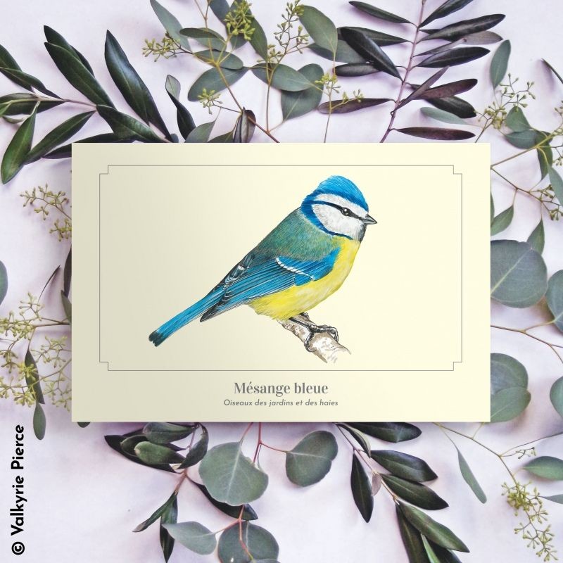 Mésange bleue - Carte postale illustrée