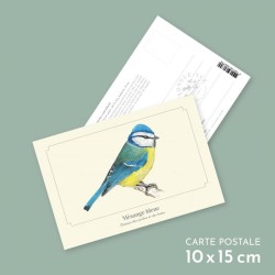 Mésange bleue - Carte postale illustrée