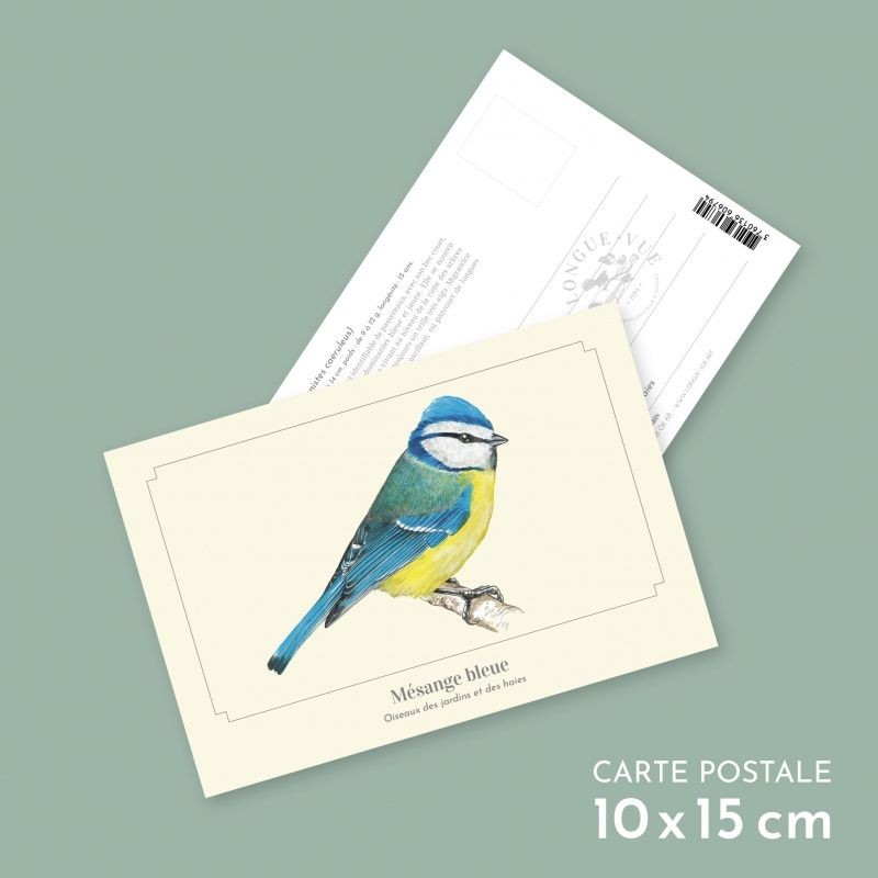 Mésange bleue - Carte postale illustrée