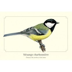 Mésange charbonnière - Carte postale illustrée