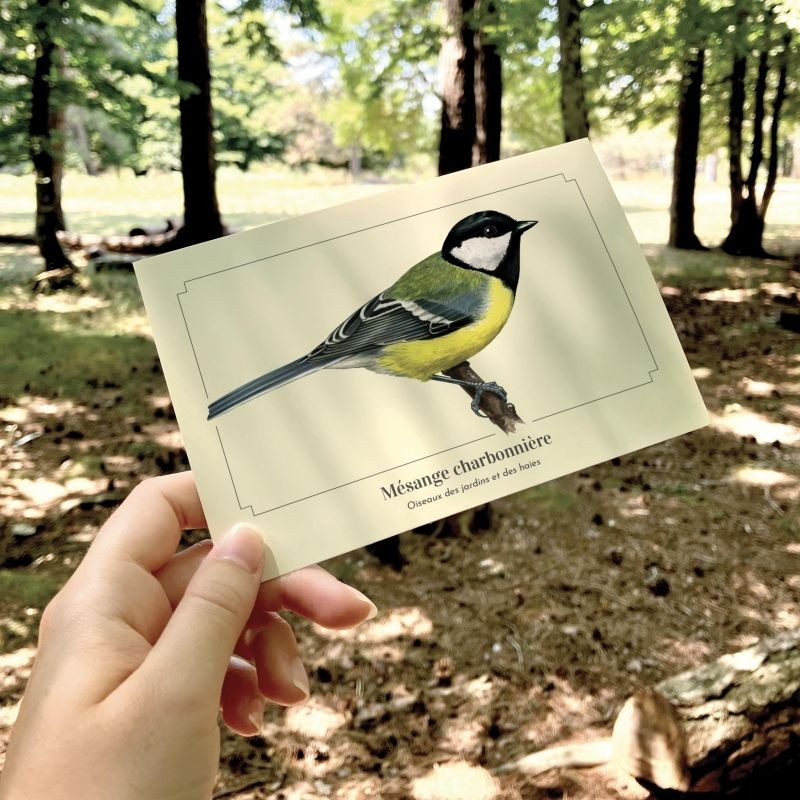 Mésange charbonnière - Carte postale illustrée