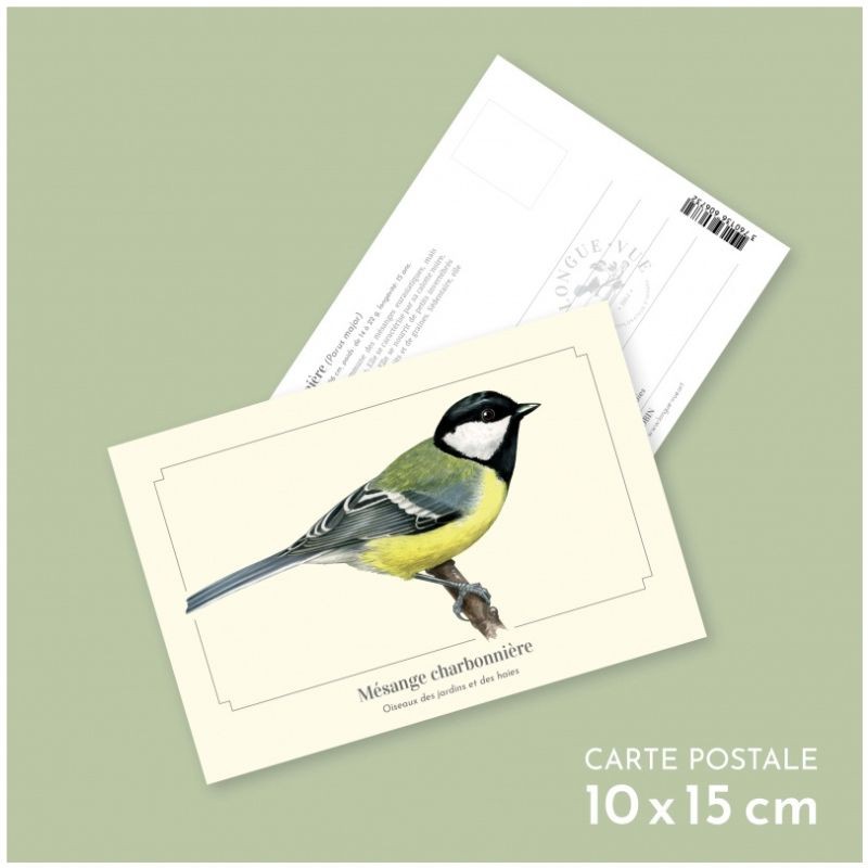 Mésange charbonnière - Carte postale illustrée