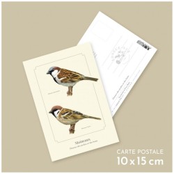 Moineaux - Carte postale illustrée