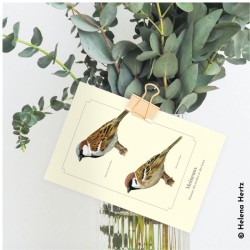 Moineaux - Carte postale illustrée