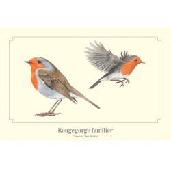 Rougegorge familier - Carte postale illustrée