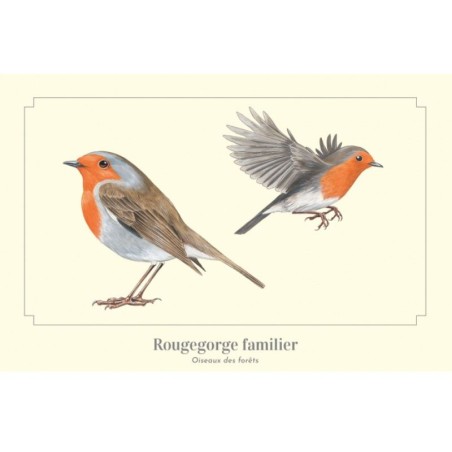 Rougegorge familier - Carte postale illustrée